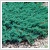 Juniperus horizontalis 'Blue Chip' 8 literes kontnerben