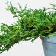 Juniperus horizontalis 'Prince of Wales' 10 literes kontnerben