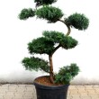 Juniperus virginiana 'Grey Owl' (Bonsai Bowl) - Borka BONSAI 65 literes kontnerben