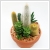Kaktusz sszeltets 17 cm-es tlban
