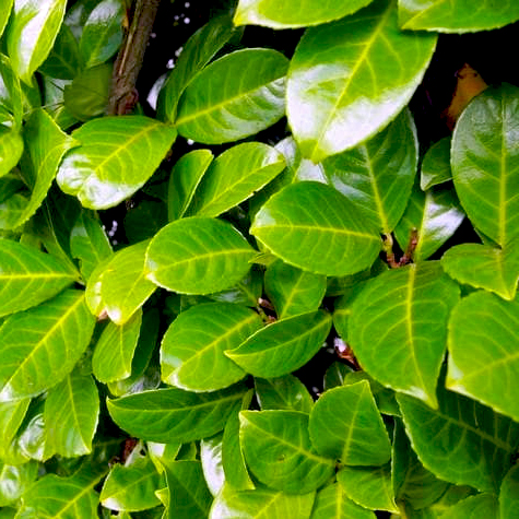 Kereklevel babrmeggy 'Rotundifolia'