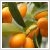 Kumquat 25 cm-es cserpben, trzses