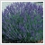Lavandula angustifolia 14 cm-es cserpben
