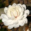 Magnolia 'Wildcat' - Telt virg liliomfa 4 literes kontnerben, 50/60 cm magas