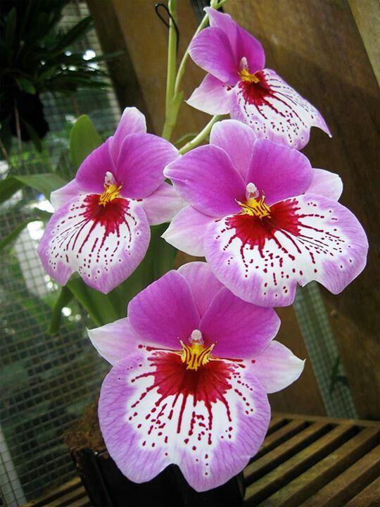 Miltonia orchidea / rvcskaorchidea