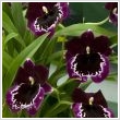 Miltonia orchidea / rvcskaorchidea