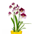 Orchidea Miltonia / rvcska orchidea (2 szras)
