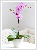 Orchidea Phalaenopsis - Pillekosbor 10 cm-es cserpben