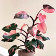 Philodendron 'Pink Princess' 17 cm-es cserpben, ~50 cm magas
