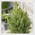 Picea glauca 'Conica' 27 cm-es cserpben, ~120 cm magas