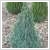 Picea glauca 'Sanders Blue' - Kklomb cukorsveg feny 5 literes kontnerben, 45/50 cm magas