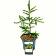 Picea orientalis 'Aureospicata' 3 literes kontnerben, 25/30 cm magas