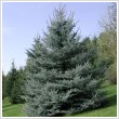 Picea pungens - Ezstfeny (SBS) 2 literes kontnerben