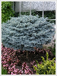 Picea pungens 'Glauca Globosa' (TRZSES) 20 literes kontnerben, Trzsmagassg: 50 cm