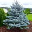 Picea pungens 'Super Better Blue' - Kk ezstfeny 3 literes kontnerben, 20/30 cm magas