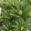Pinus 'Breviflora' - TRZSES 30 literes kontnerben, 1/2 trzses
