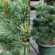 Pinus parviflora 'Negishi' 8 literes kontnerben, 50/60 cm magas