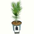 Pinus strobus 'Fastigiata' - Kanadai selyemfeny 12 literes kontnerben, 60/80 cm magas