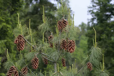 Pinus wallichiana (FL) 80/100 cm magas