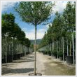 Prunus fruticosa 'Globosa'  class=