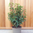 Prunus lusitanica 'Angustifolia' 10 literes kontnerben, 100/125 cm magas
