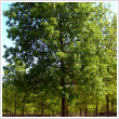 Quercus robur - Kocsnyos tlgy 10 literes kontnerben, ~2 m magas