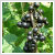 Ribes nigrum (fekete ribizli) 15 literes kontnerben