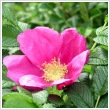 Rosa rugosa 'Passion Rokoko' - illatos, rzsaszn 5 literes kontnerben