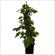 Rubus fruticosus - Tsktlen fekete szeder 2 literes kontnerben