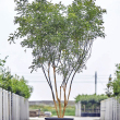 Sophora japonica - tbb trzs 55 literes kontnerben, 250/300 cm magas