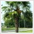 Trachycarpus fortunei Trzsmagassg 30/40 cm, 25 literes kontnerben