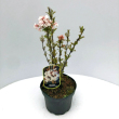 Viburnum farreri - Korai bangita 2 literes kontnerben