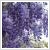 Wisteria floribunda - Dsvirg lilaakc 80/100 cm magas