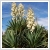 Yucca recurvifolia 10-15 literes kontnerben