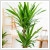 Yucca tnk 120 cm magas trzzsel