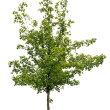 Acer campestre Trzsmagassg: 220 cm, Trzskrmret: 8/10 cm