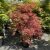 Acer palmatum 'Beni-komachi' 3 literes kontnerben, 30/40 cm