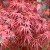 Acer palmatum 'Beni Otake' 3 literes kontnerben, 30/40 cm
