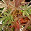 Acer palmatum 'Beni Otake' 3 literes kontnerben, 30/40 cm