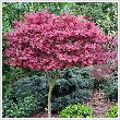 Acer palmatum 'Bloodgood' 10 literes kontnerben, 80/100 cm