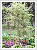 Acer palmatum 'Butterfly' 5 literes kontnerben, 60-80cm magas
