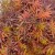 Acer palmatum 'Jerre Schwartz' 5 literes kontnerben, 50/60 cm magas