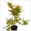 Acer palmatum 'Orange Dream' 3 literes kontnerben 60/80cm magas