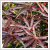 Acer palmatum 'Trompenburg' 8 literes kontnerben