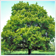 Acer platanoides 250/300 cm magas