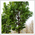 Acer platanoides 'Columnare' (10/12)