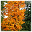Acer platanoides 'Columnare' (10/12)
