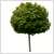 Acer platanoides 'Globosum'  class=