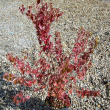 Acer tataricum ginnala (BOKROS) 9 literes kontnerben