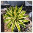 Agave (srgs level) 25 cm-es tlban